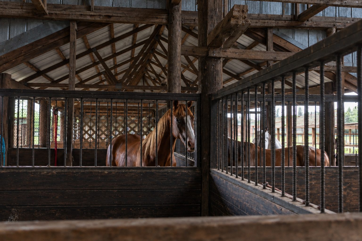 Close-up of a horse looking through its stall bars at Timberlane Stables
