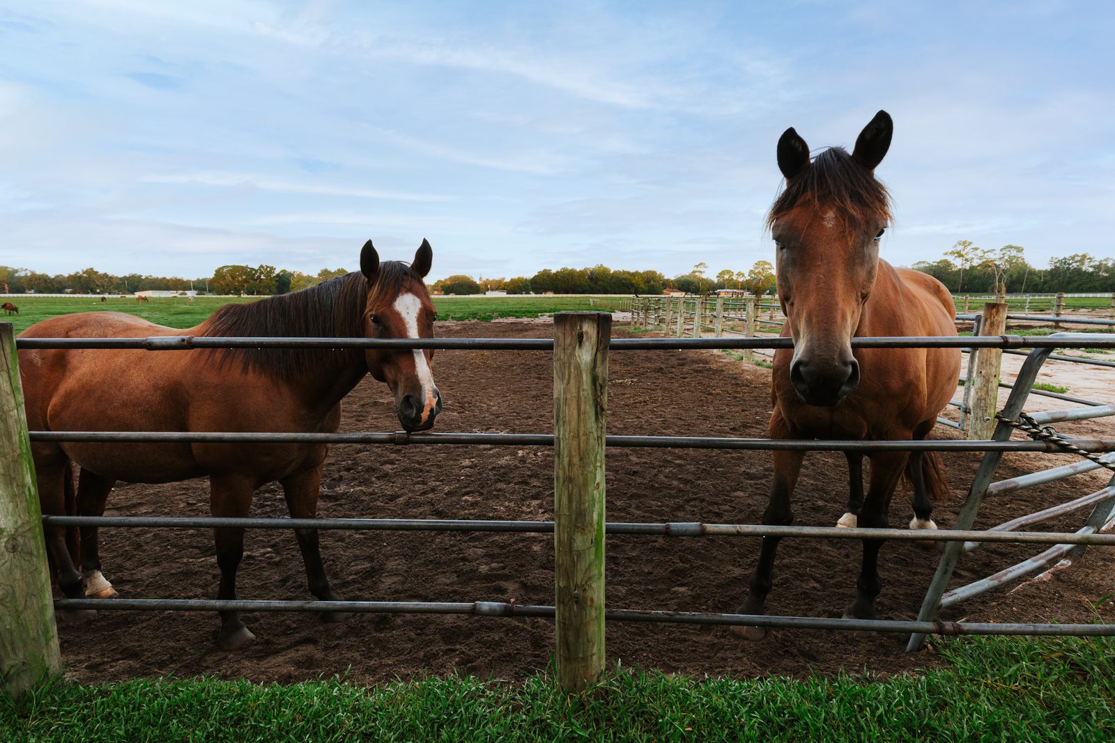 Two horses at a pipe-gate fence at Timberlane Stables, with pasture and a tree line behind them