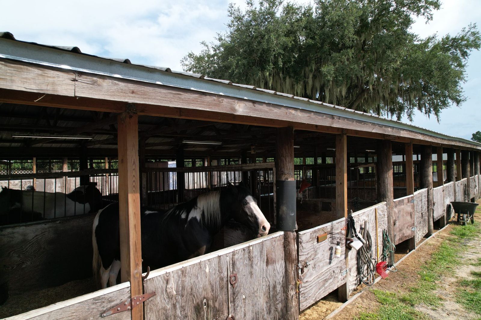 A horse looking out from its stall in the shedrow barn at Timberlane Stables