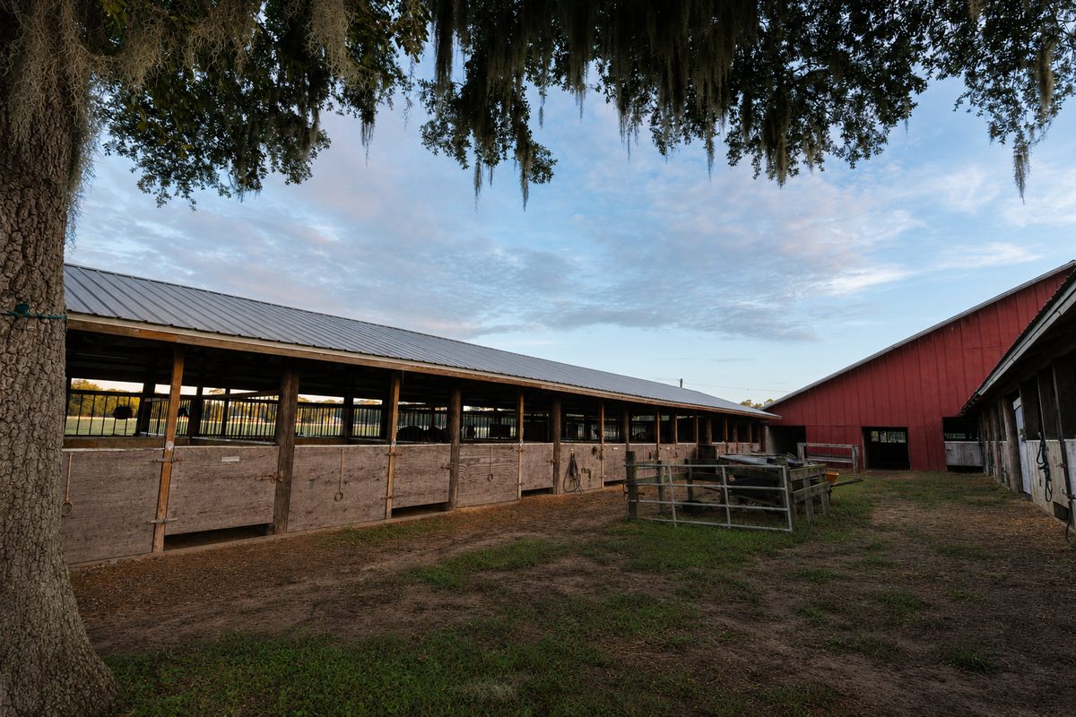 Open shedrow barn with individual horse stalls at Timberlane Stables